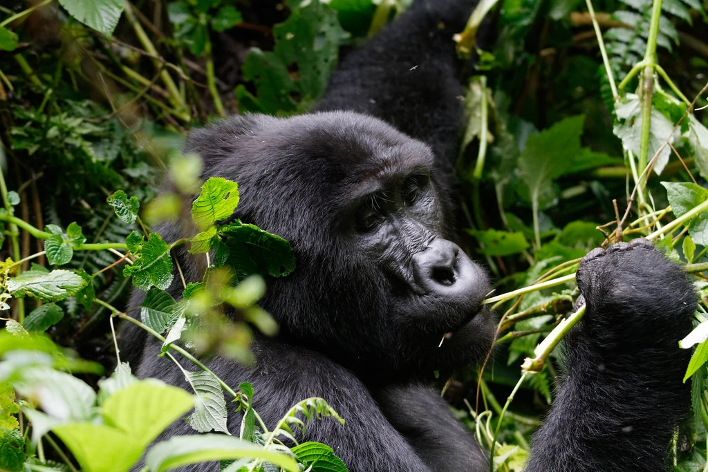 Double Gorilla Trekking Safari