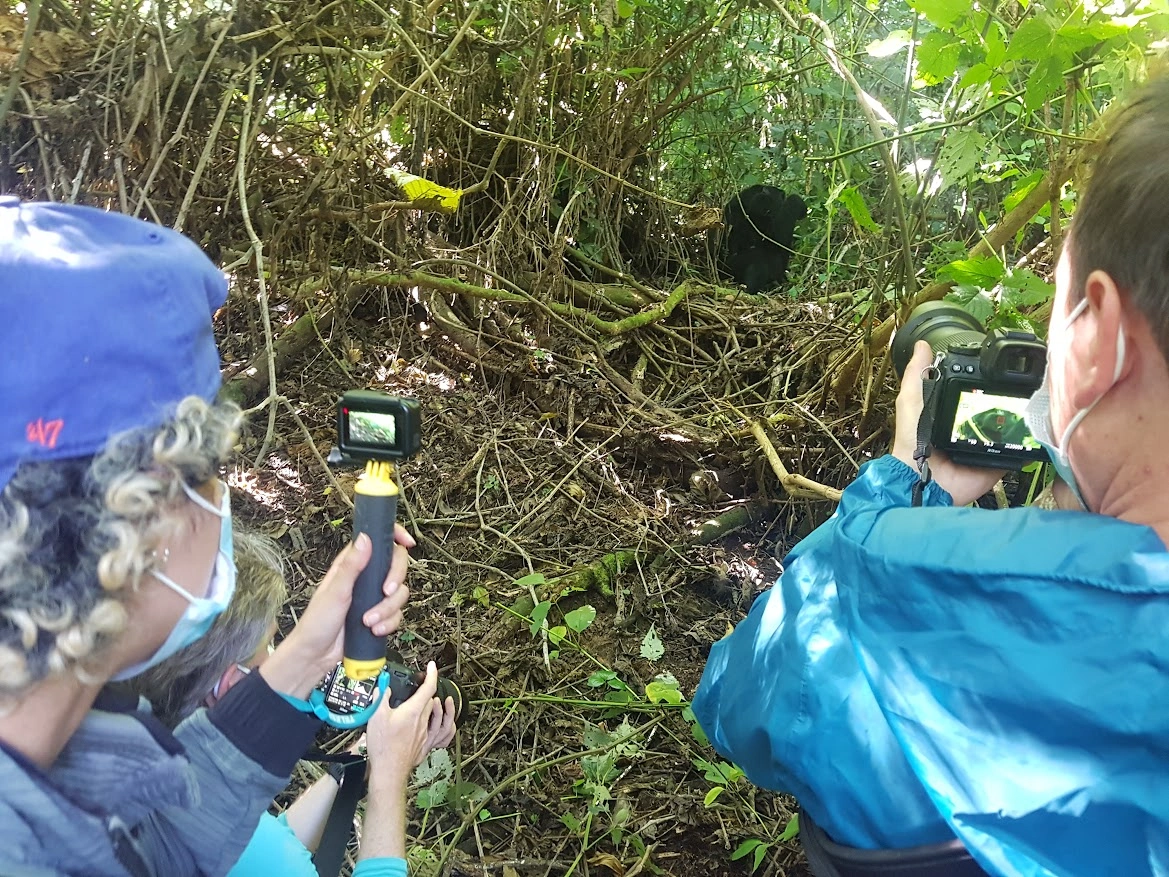Gorilla Trekking