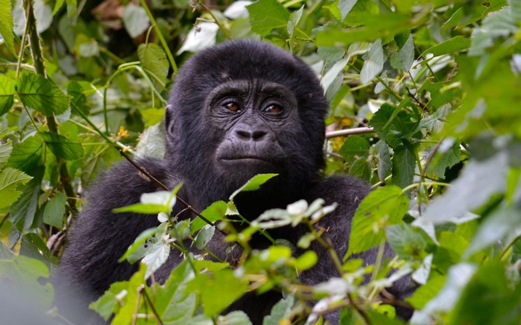 Double Gorilla Trekking Safari