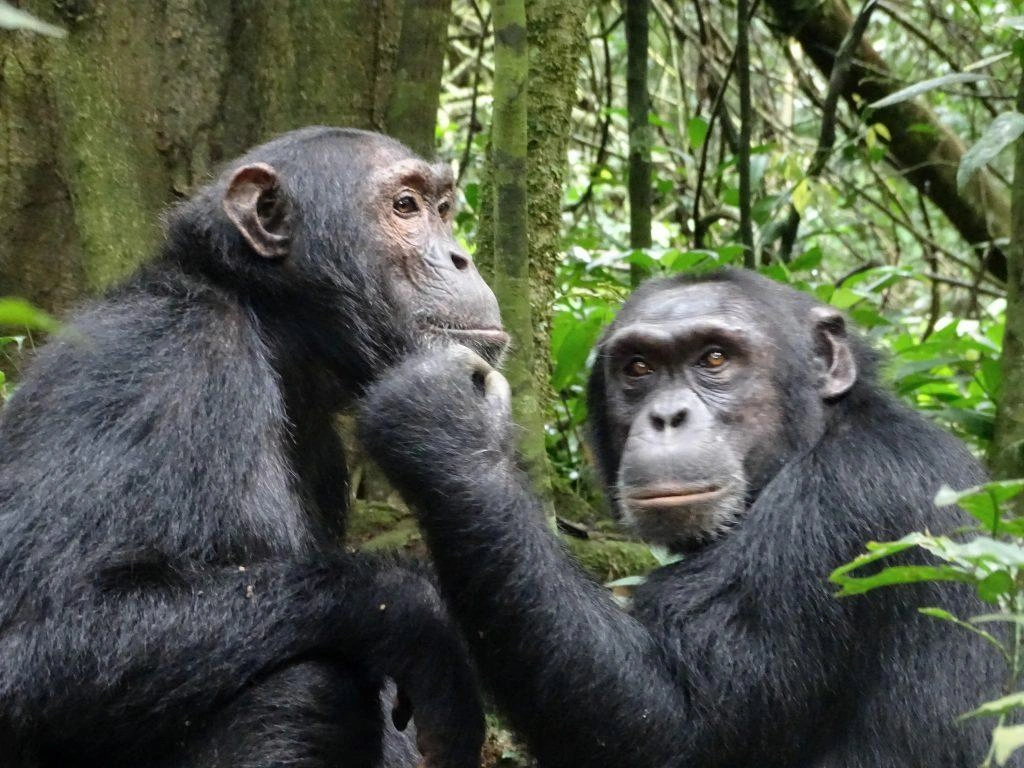 Double Gorilla Trekking Safari
