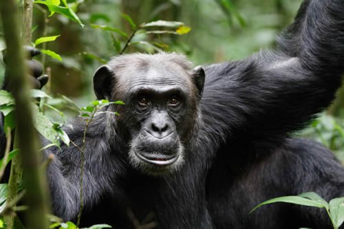 Chimpanzee Tracking
